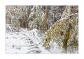 Wintereinbruch im Sihlwald #40128