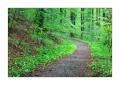 Waldweg #38647