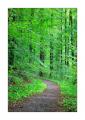 Waldweg #38649 Waldweg #38649
