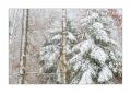 Wald im Winter #39328