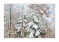 Wald im Winter #39332