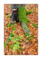 bayerischer Wald #5ds02865 bayerischer Wald #5ds02865