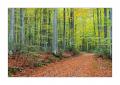 bayerischer Wald #5ds03001