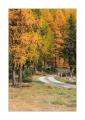 Waldweg im Herbst #30949 Waldweg im Herbst #30949