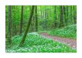 Sihlwald #30861