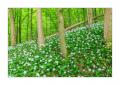 Sihlwald #30882