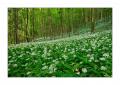 Wald #32209