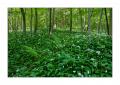 Wald #32237