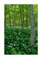 Wald #32240