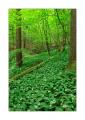 Wald #32137