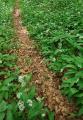 Wald #32172