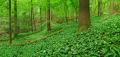 Wald #32140