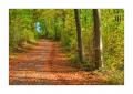 Waldweg #37892