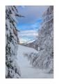 Winterwald #334028