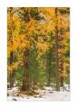 Herbstwald #33909