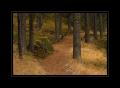 Wald Sils#4515