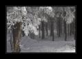 Bäume im Winter #12190