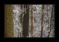 Bäume im Winter #12214