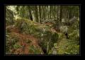 Wald Binntal #9454 Wald Binntal #9454