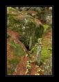 Wald Binntal #9459