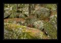 Wald Binntal #9489 Wald Binntal #9489