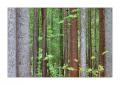 Wald bei Lauenen #21354