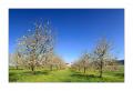 Frühling im Baselland Pano #31729B