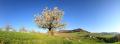 Frühling im Baselland Pano #31850 Frühling im Baselland Pano #31850