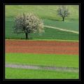 Wiese Baum #6695