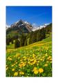 Voralp #21091