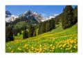 Voralp #21094