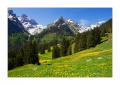 Voralp #21099