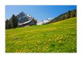 Voralp #21134