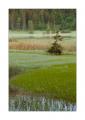 Lauenensee #21447