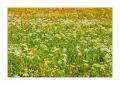frühlingshafte Blumenwiese #21572