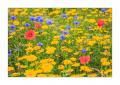 Blumenwiese #35866