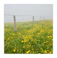 Frühlingswiese im Nebel #32572