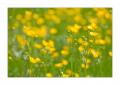 Hahnenfuss-Wiese #29115