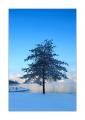 Baum am Lauerzersee #26181