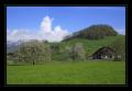 Kirschbaum #3055