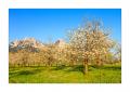 blühende Kirschbäume #31105 blühende Kirschbäume #31105