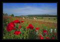 Tschugg Mohnfeld #3269