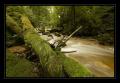 Twannbachschlucht #9016
