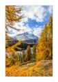 Herbst am Silsersee #33944