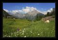 Arni #15260