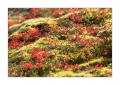 Island Landschaft Herbst #34462 Island Landschaft Herbst #34462