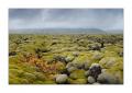 Mooslandschaft #23569 Mooslandschaft #23569