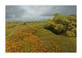 Mooslandschaft #34070