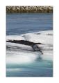 Eisberge #23726