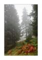 Buchserberg #24479 Buchserberg #24479